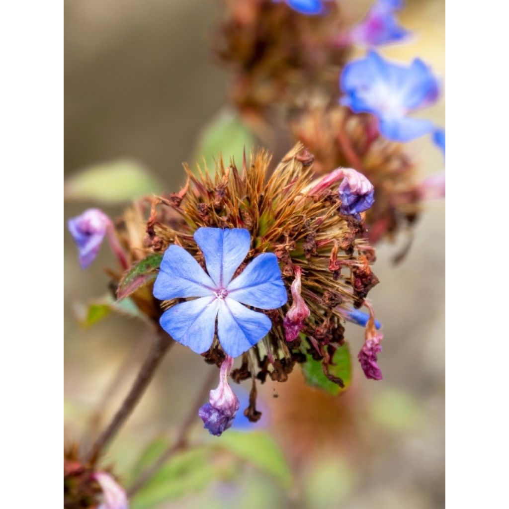 Ceratostigma plumbaginoides - Dentelaire