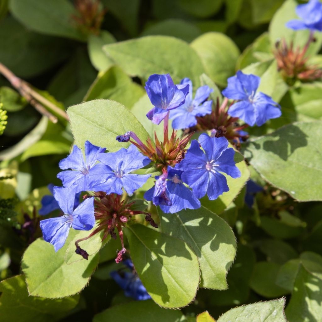 Ceratostigma plumbaginoides - Dentelaire
