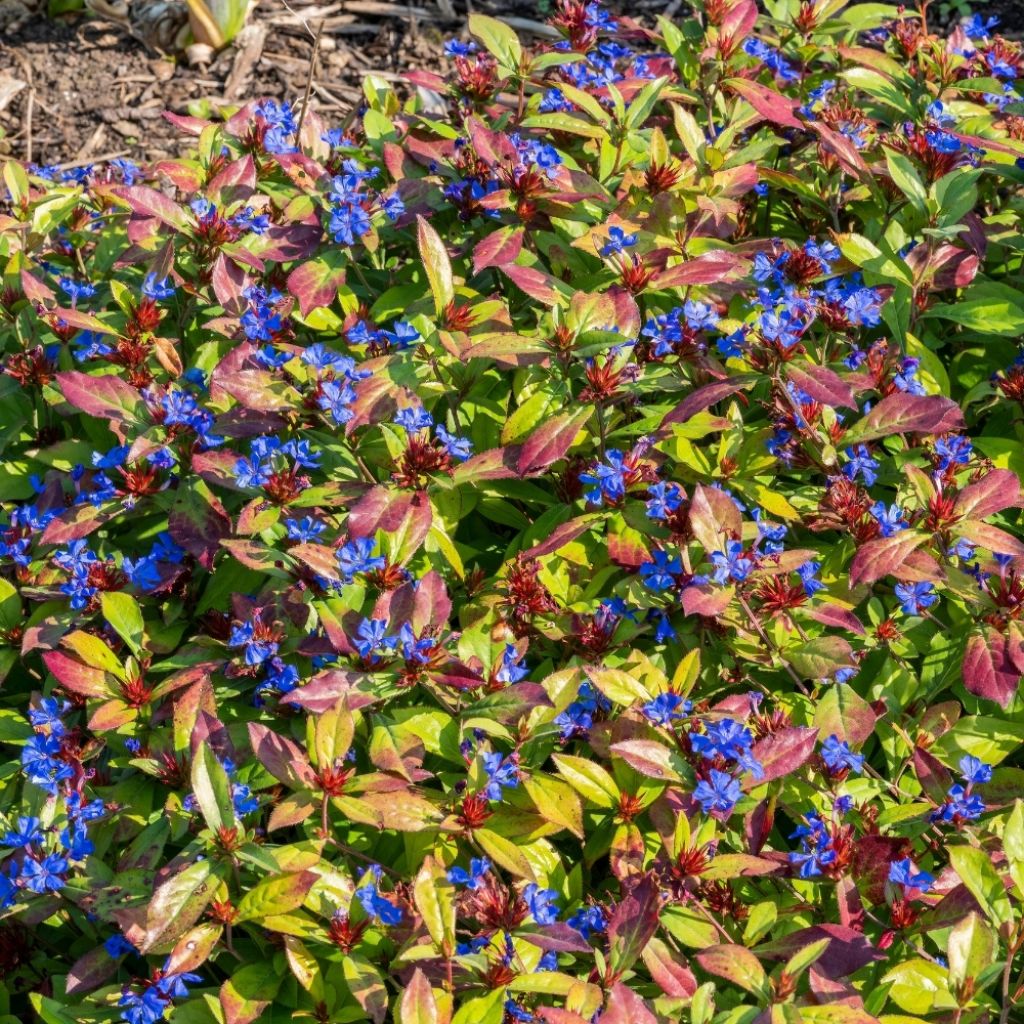 Ceratostigma plumbaginoides - Dentelaire