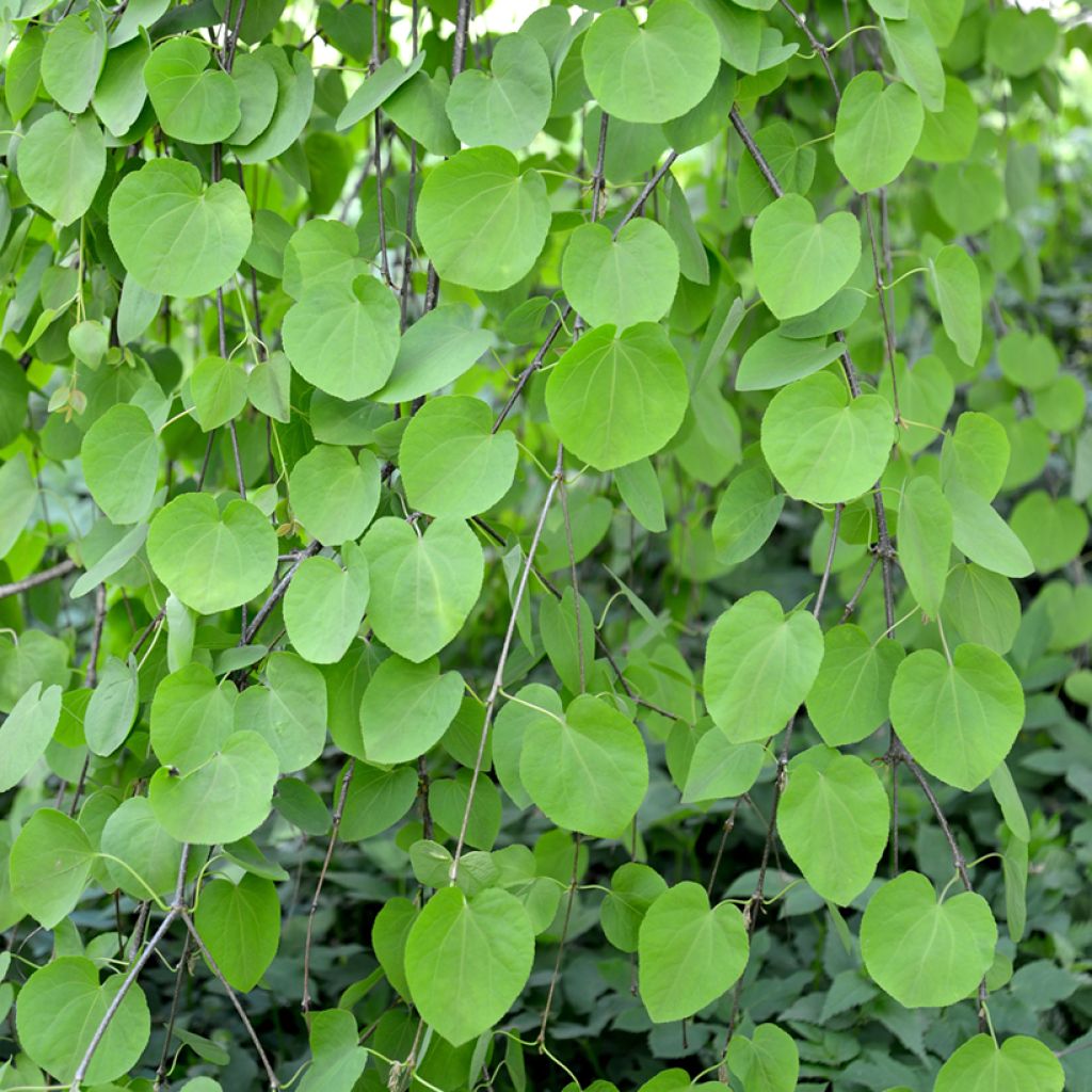 Cercidiphyllum japonicum Pendulum - Arbre à caramel
