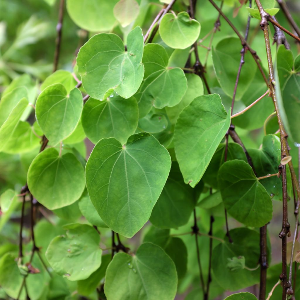 Cercidiphyllum japonicum Pendulum - Arbre à caramel