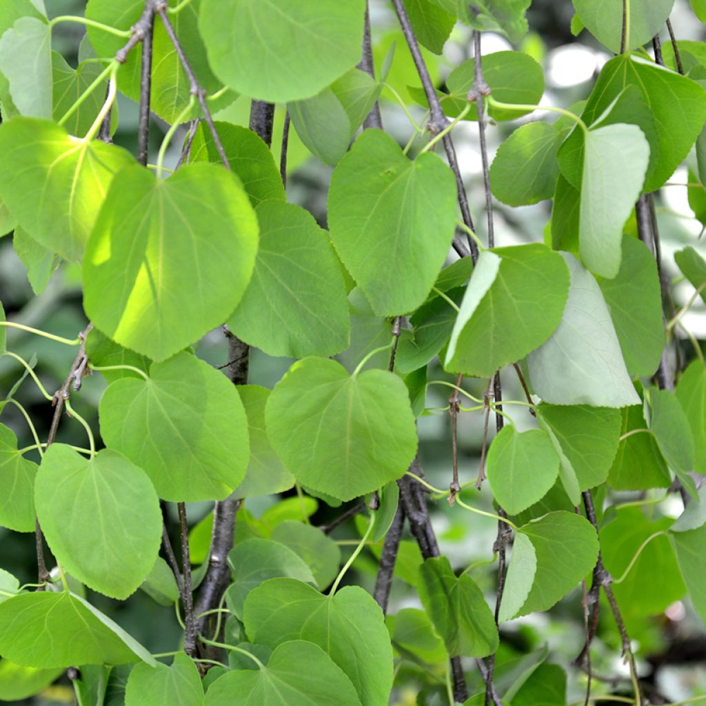 Cercidiphyllum japonicum Pendulum - Arbre à caramel