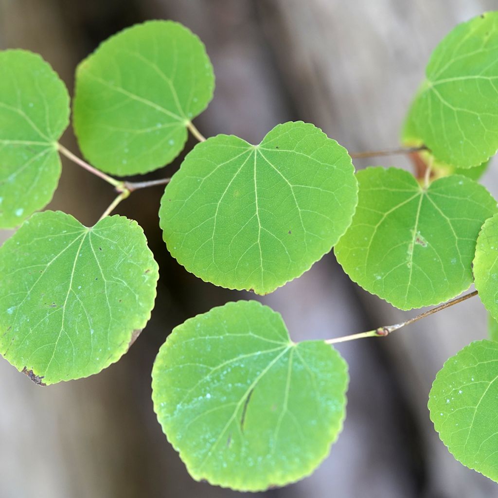 Graines d'Arbre-au-caramel - Cercidiphyllum japonicum