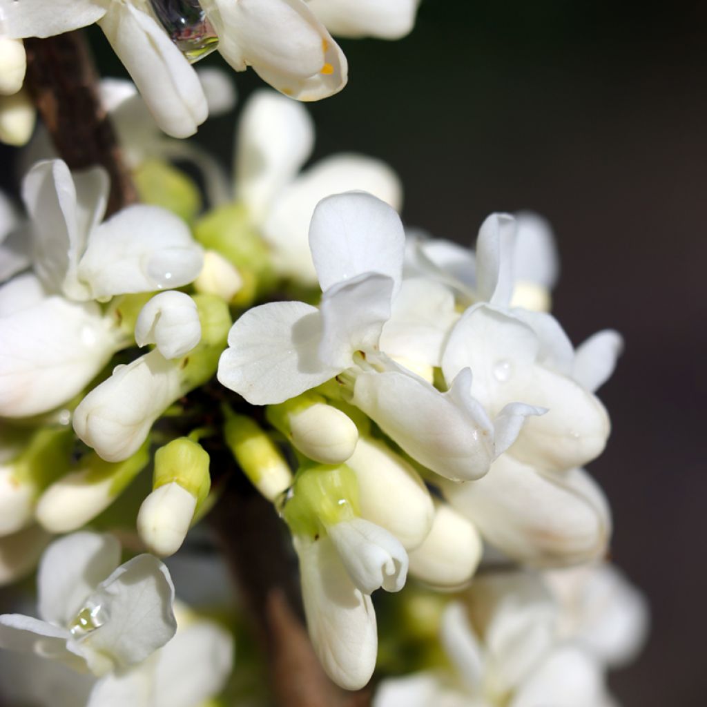 Cercis canadensis Vanilla Twist - Gainier du Canada pleureur blanc