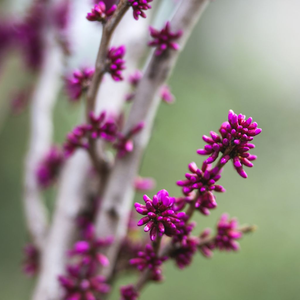Cercis chinensis Avondale - Arbre de Judée