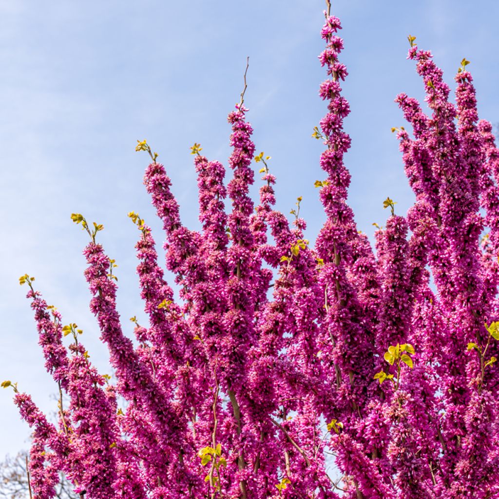 Cercis chinensis Avondale - Arbre de Judée