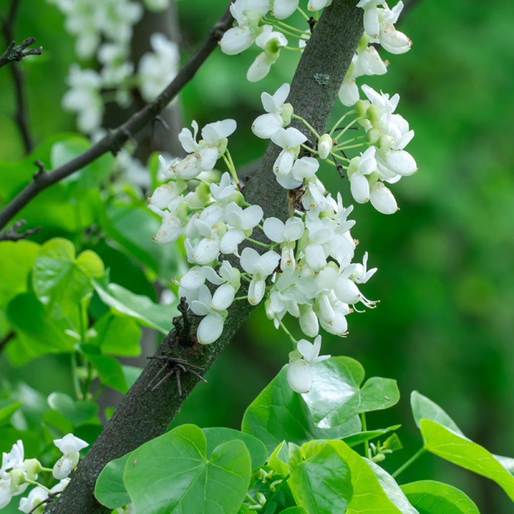 Cercis chinensis Shirobana - Gainier de Chine