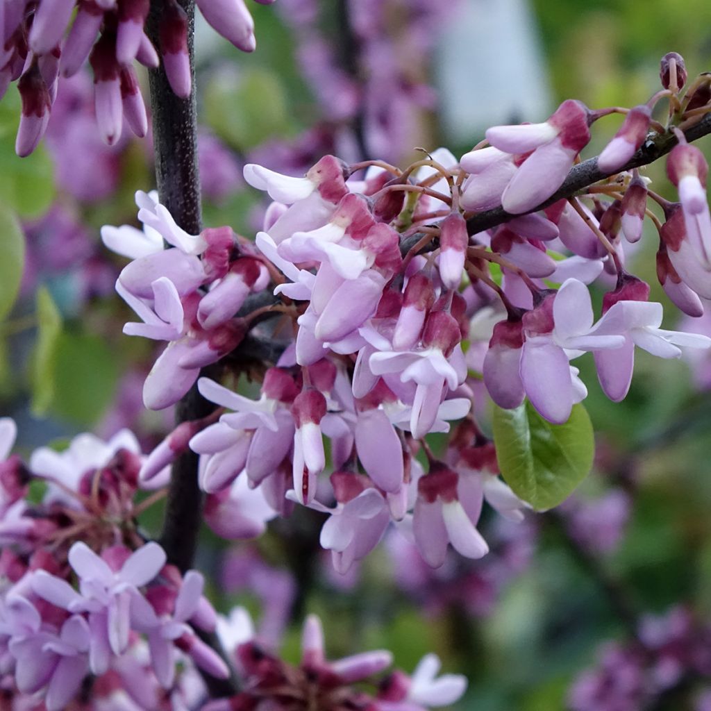 Cercis siliquastrum - Arbre de Judée