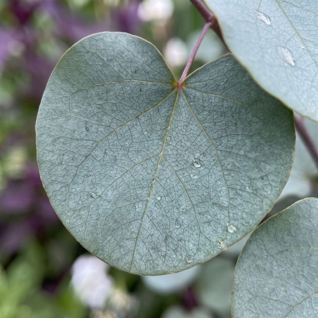 Cercis griffithii Blue Lagoon - Gainier de Griffith