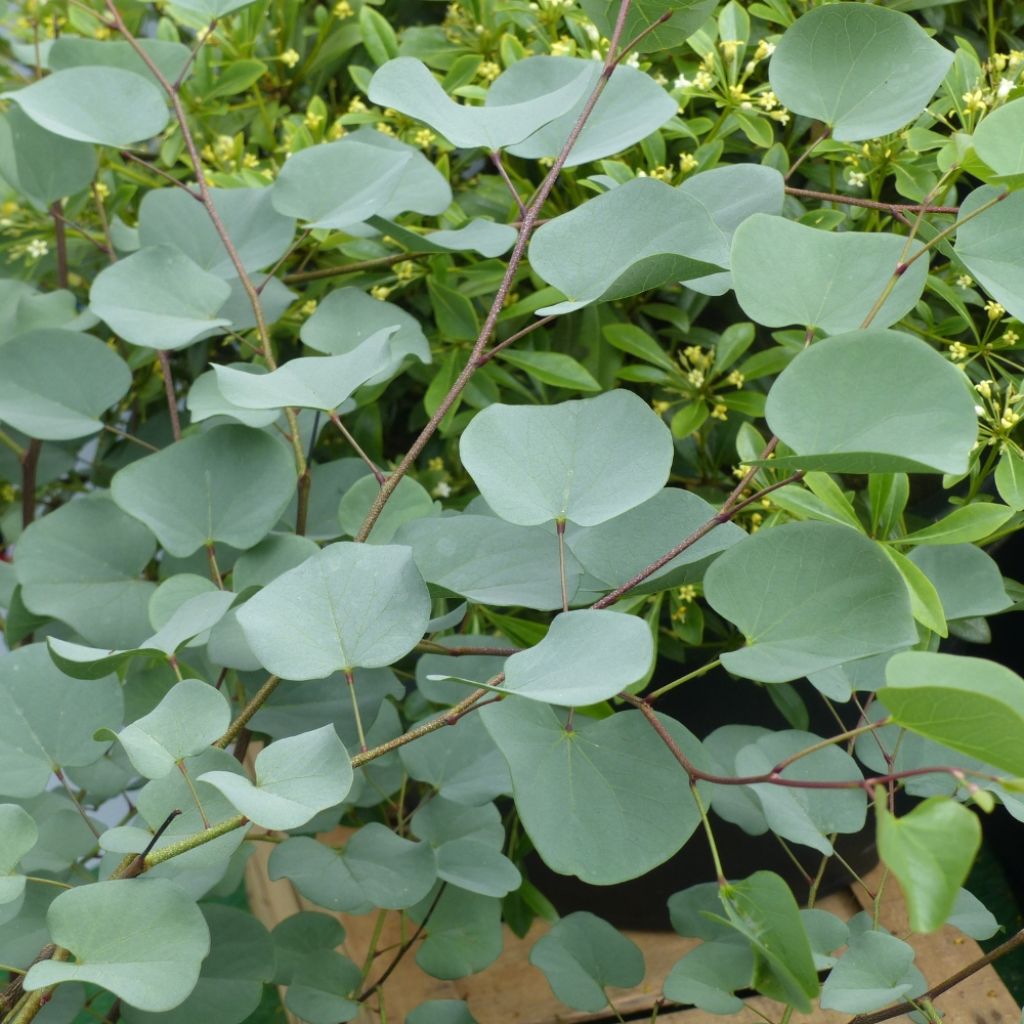 Cercis griffithii Blue Lagoon - Gainier de Griffith