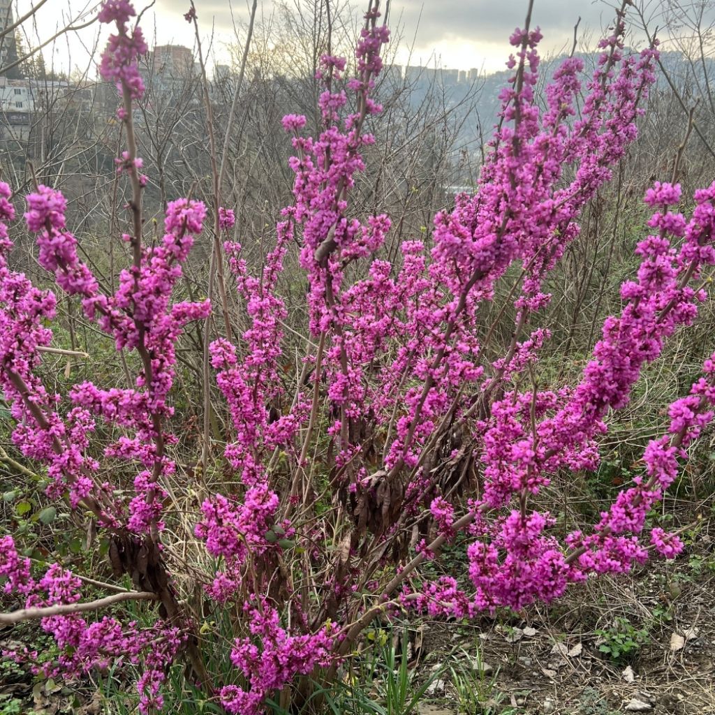 Cercis griffithii Blue Lagoon - Gainier de Griffith