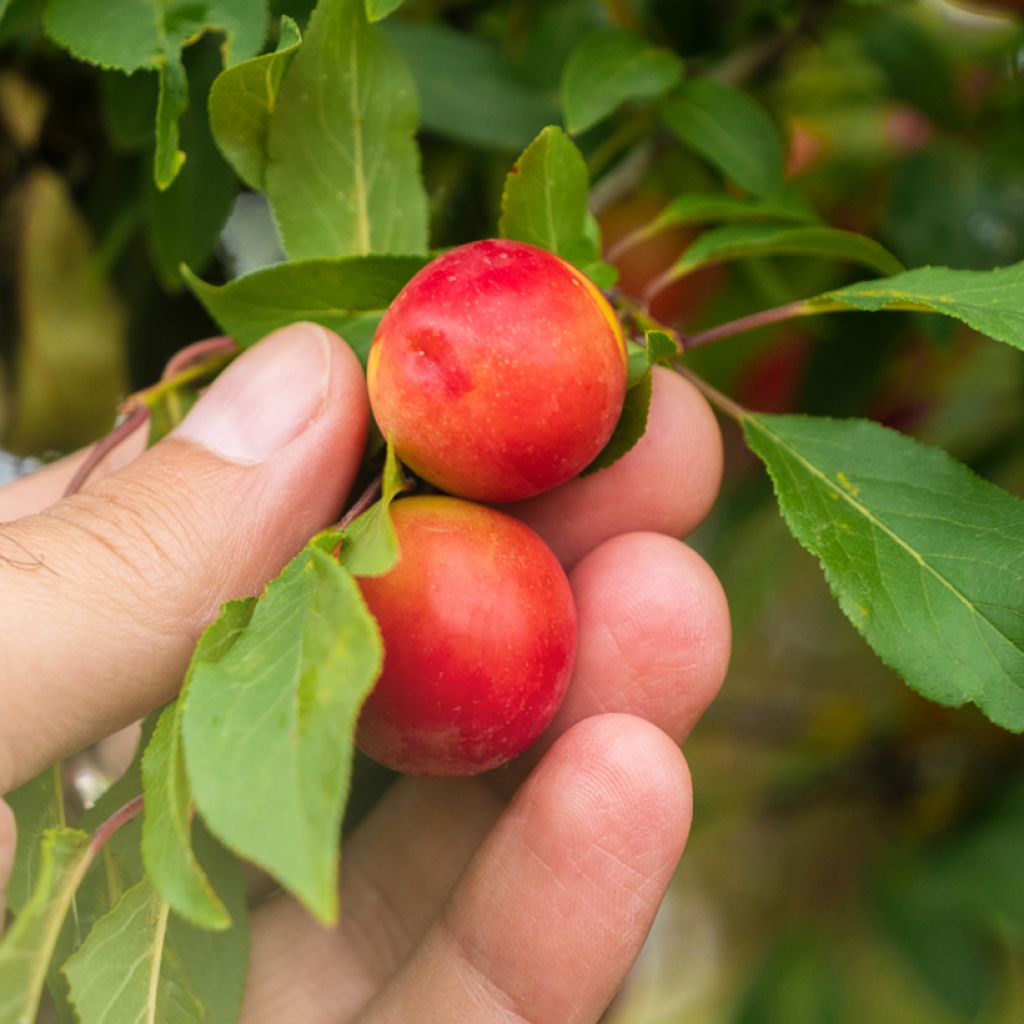 Prunier myrobolan - Prunus cerasifera