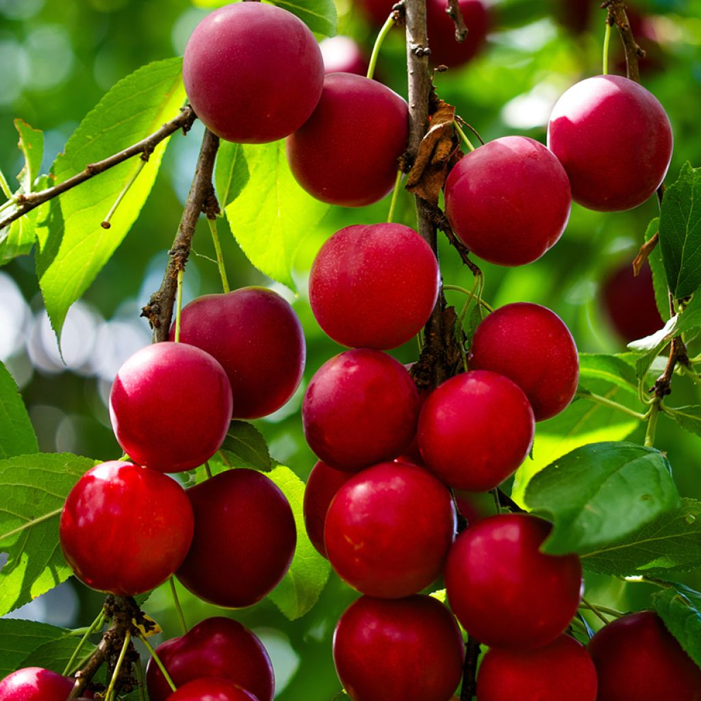 Prunier myrobolan - Prunus cerasifera