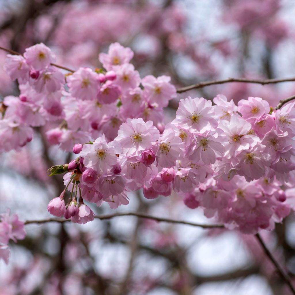 Cerisier du Japon - Prunus Accolade