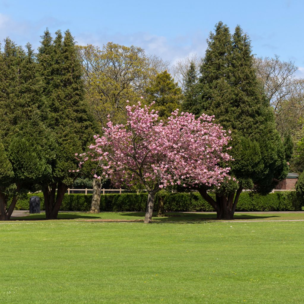 Cerisier du Japon - Prunus Accolade