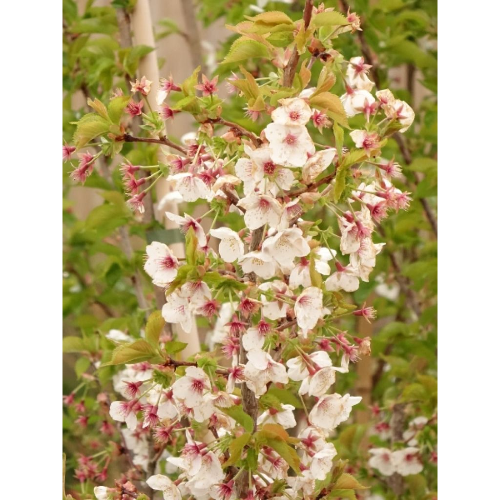 Cerisier à fleurs - Prunus Umineko