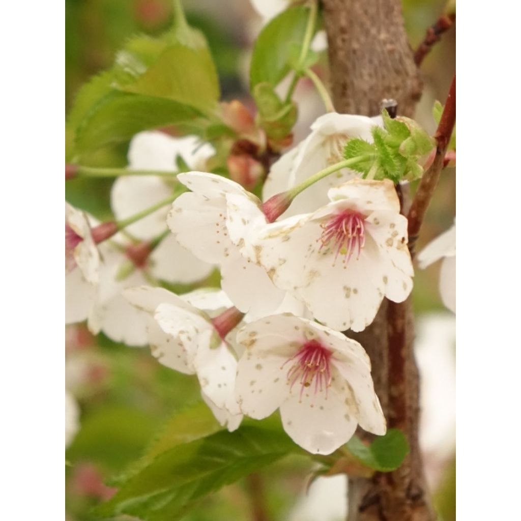 Cerisier à fleurs - Prunus Umineko