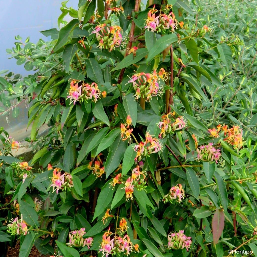 Chèvrefeuille hybride - Lonicera Marinella