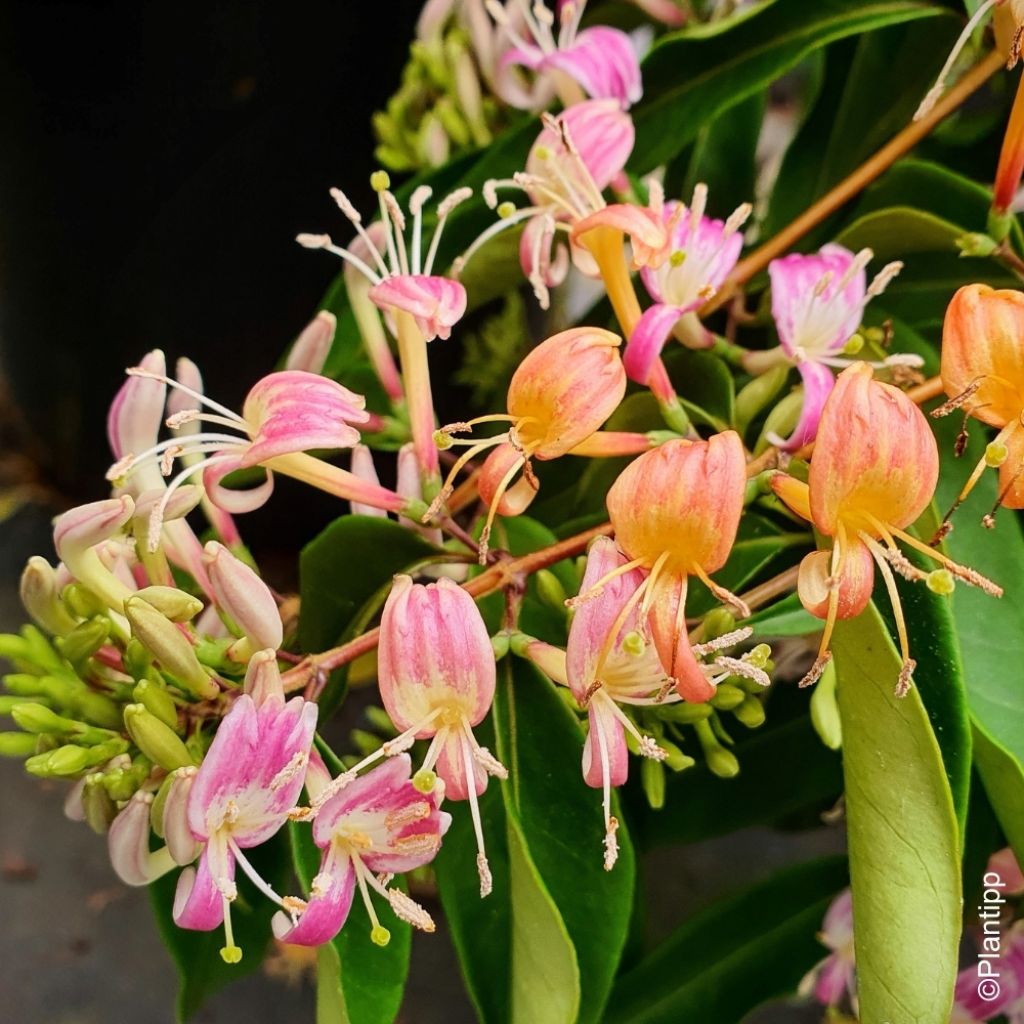 Chèvrefeuille hybride - Lonicera Marinella