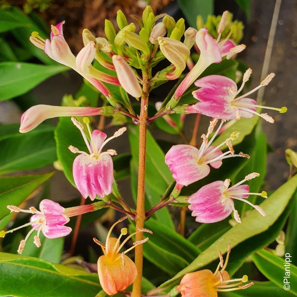 Chèvrefeuille hybride - Lonicera Marinella