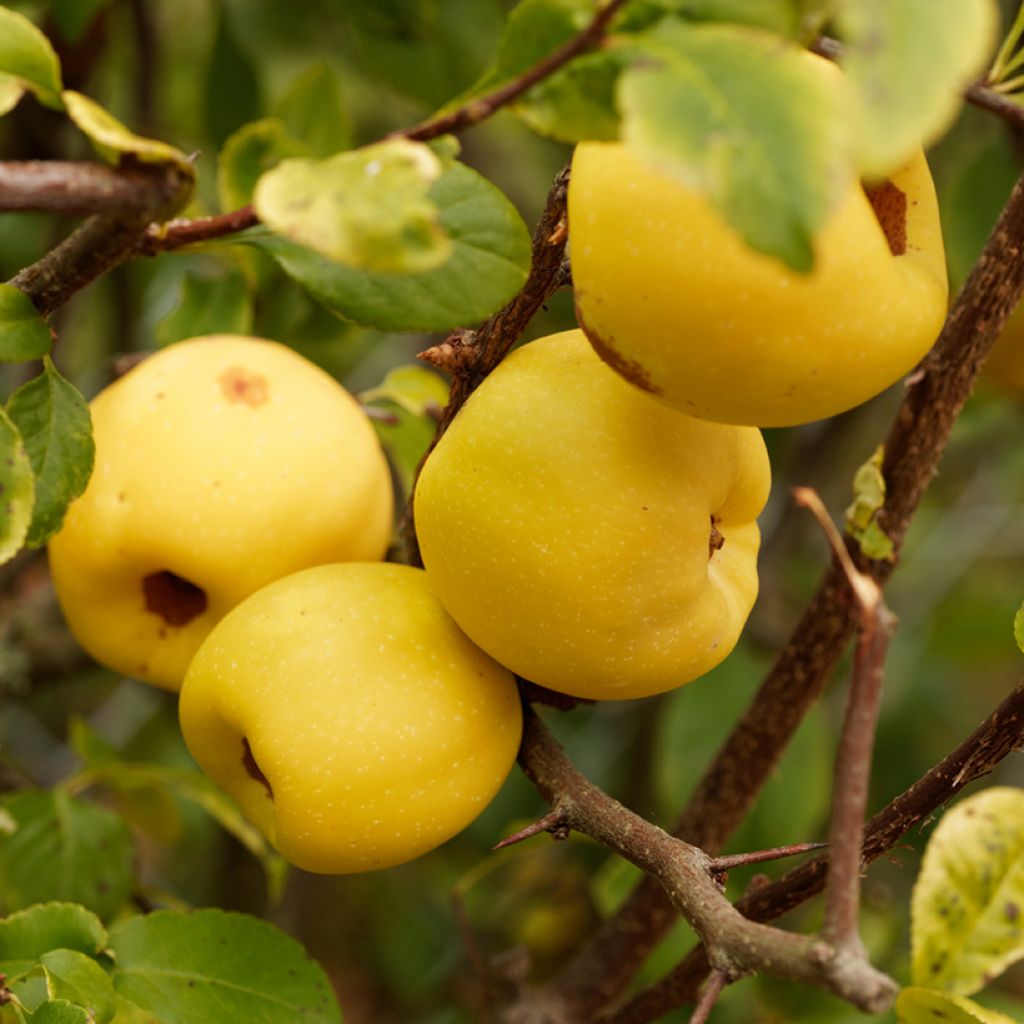 Chaenomeles cathayensis - Cognassier de Cathay