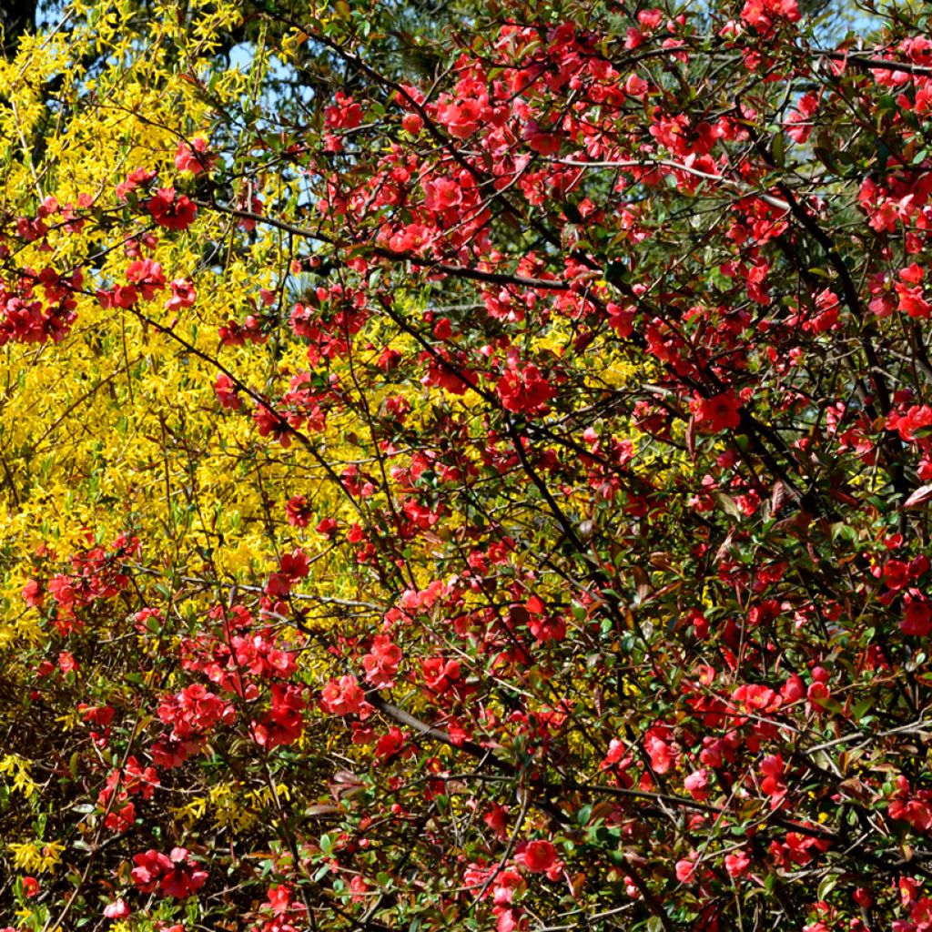 Chaenomeles superba Nicoline - Chaenomeles superba