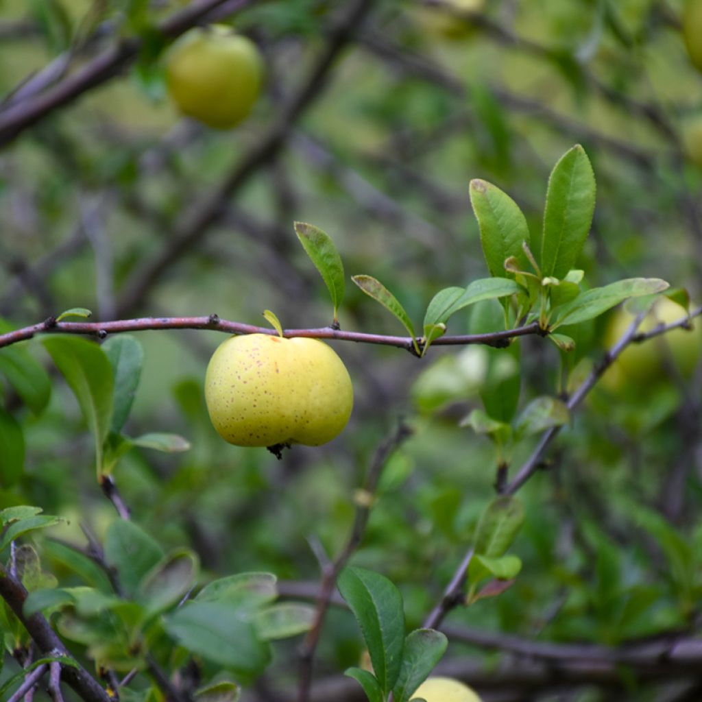 Chaenomeles superba Nicoline - Chaenomeles superba
