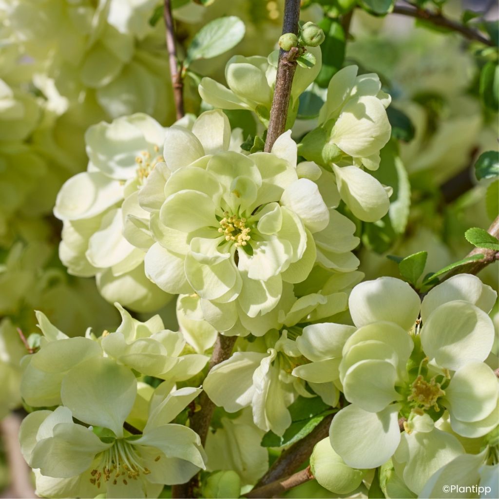 Cognassier du Japon - Chaenomeles speciosa Lemon Sorbet