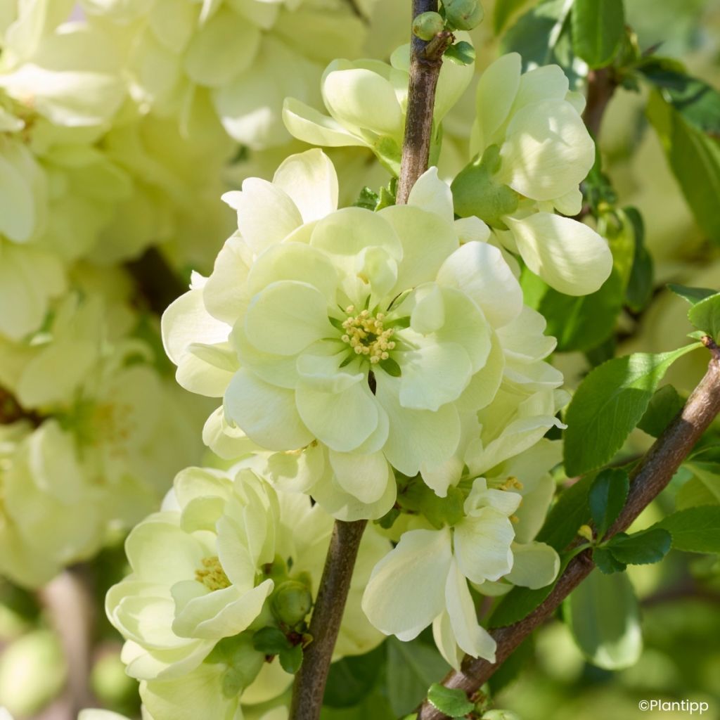 Cognassier du Japon - Chaenomeles speciosa Lemon Sorbet