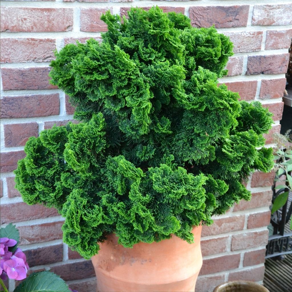 Chamaecyparis obtusa Nana Gracilis - Faux cyprès du Japon              