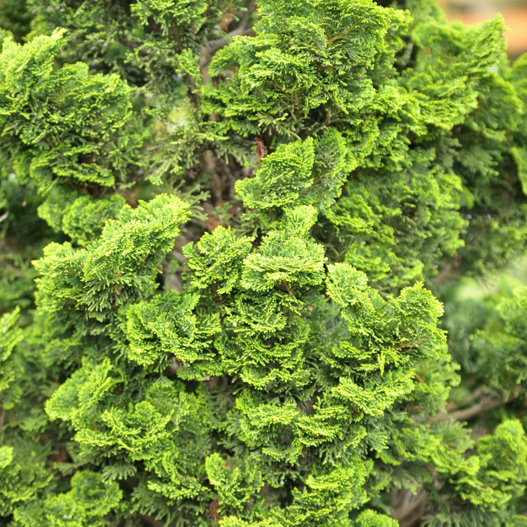 Chamaecyparis obtusa Nana Gracilis - Faux cyprès du Japon              