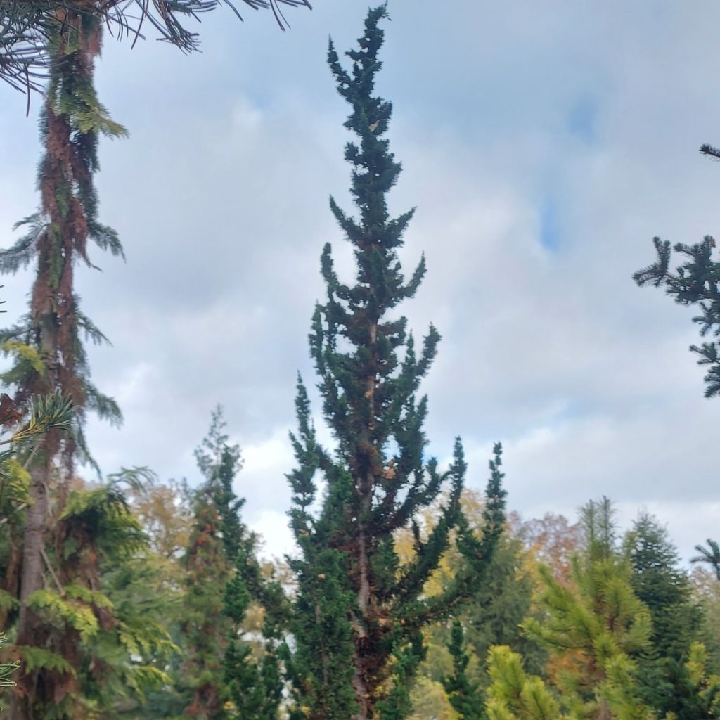 Chamaecyparis lawsoniana Wissel's Saguaro - Cyprès de Lawson