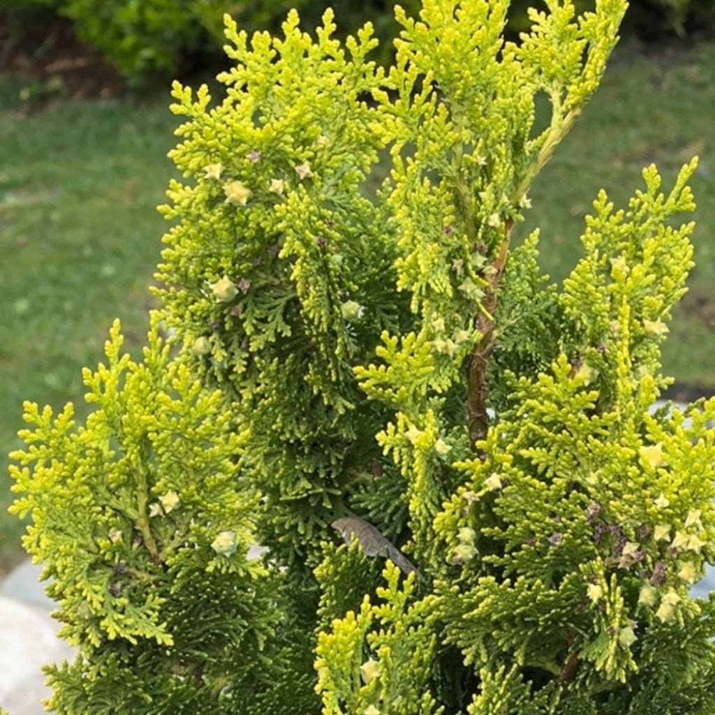 Chamaecyparis obtusa Aurora - Faux cyprès hinoki du Japon nain
