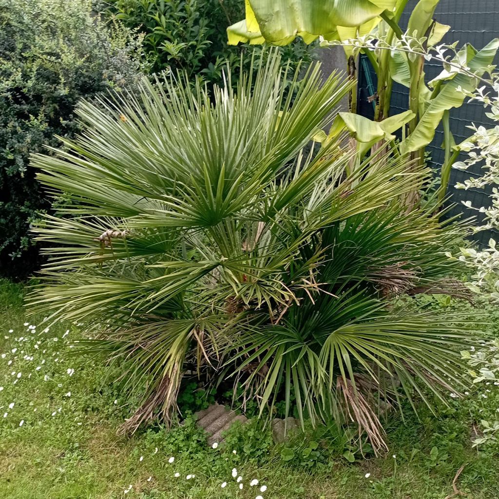 Chamaerops humilis Compacta - Palmier nain
