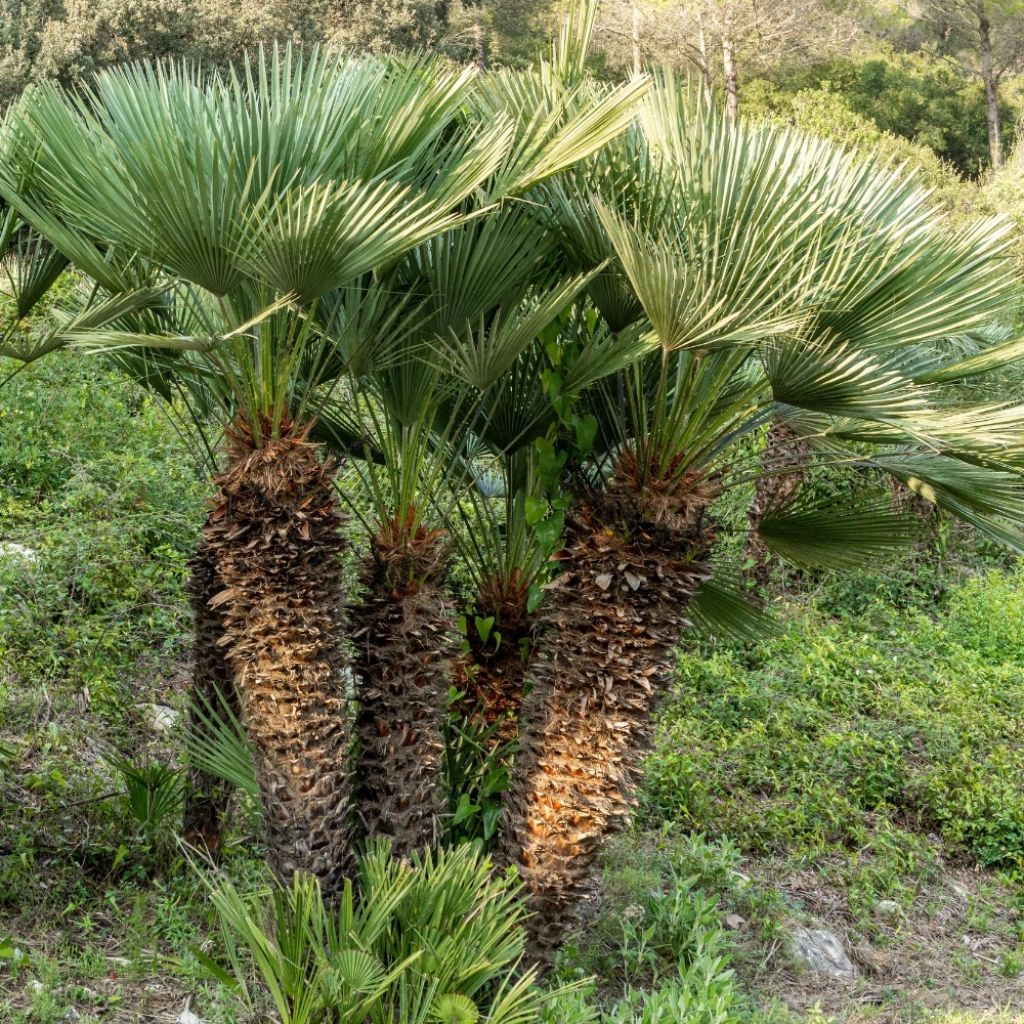 Chamaerops humilis - Palmier nain