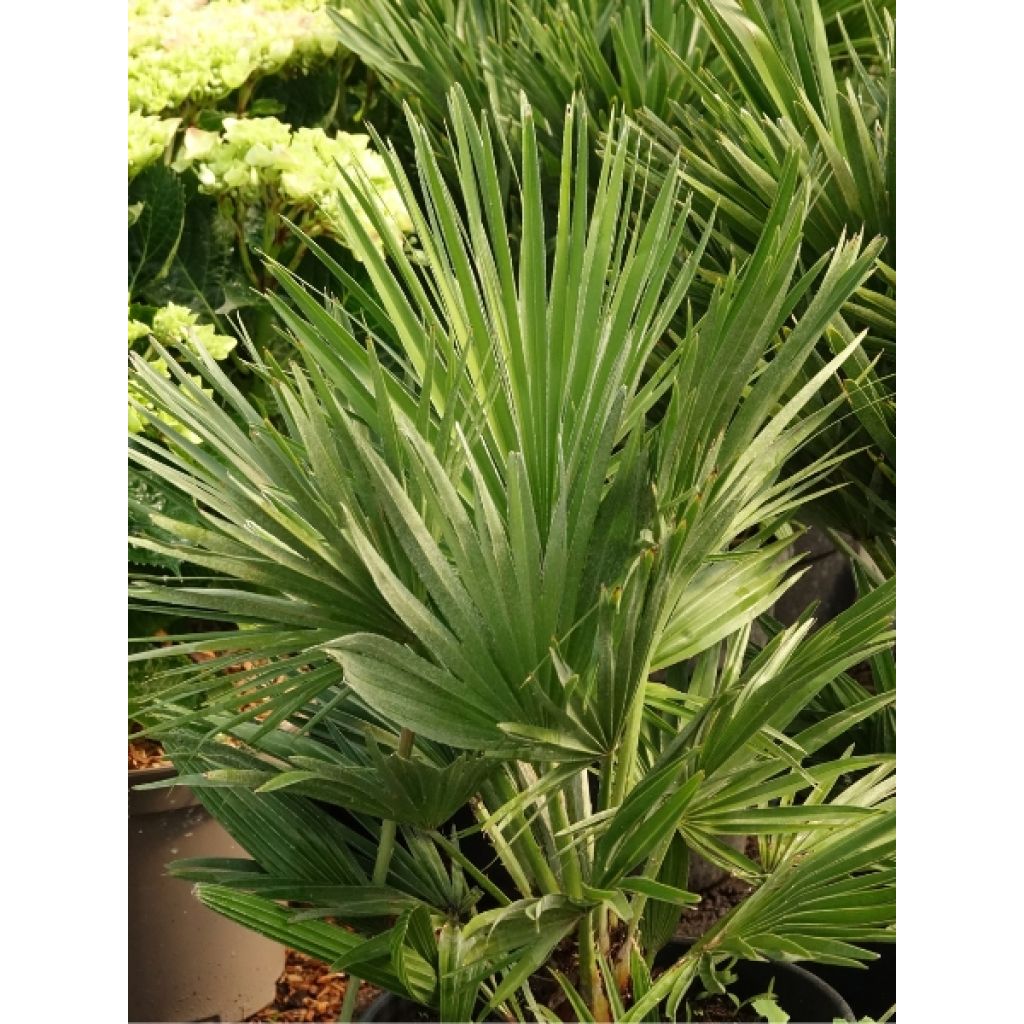 Chamaerops humilis Vulcano - Palmier nain