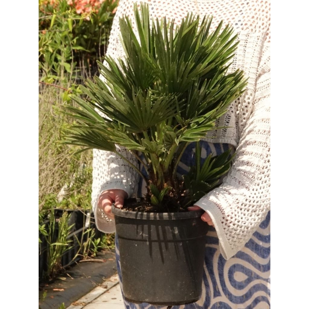 Chamaerops humilis Vulcano - Palmier nain
