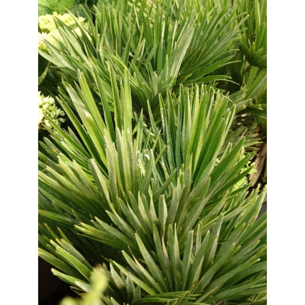 Chamaerops humilis Vulcano - Palmier nain