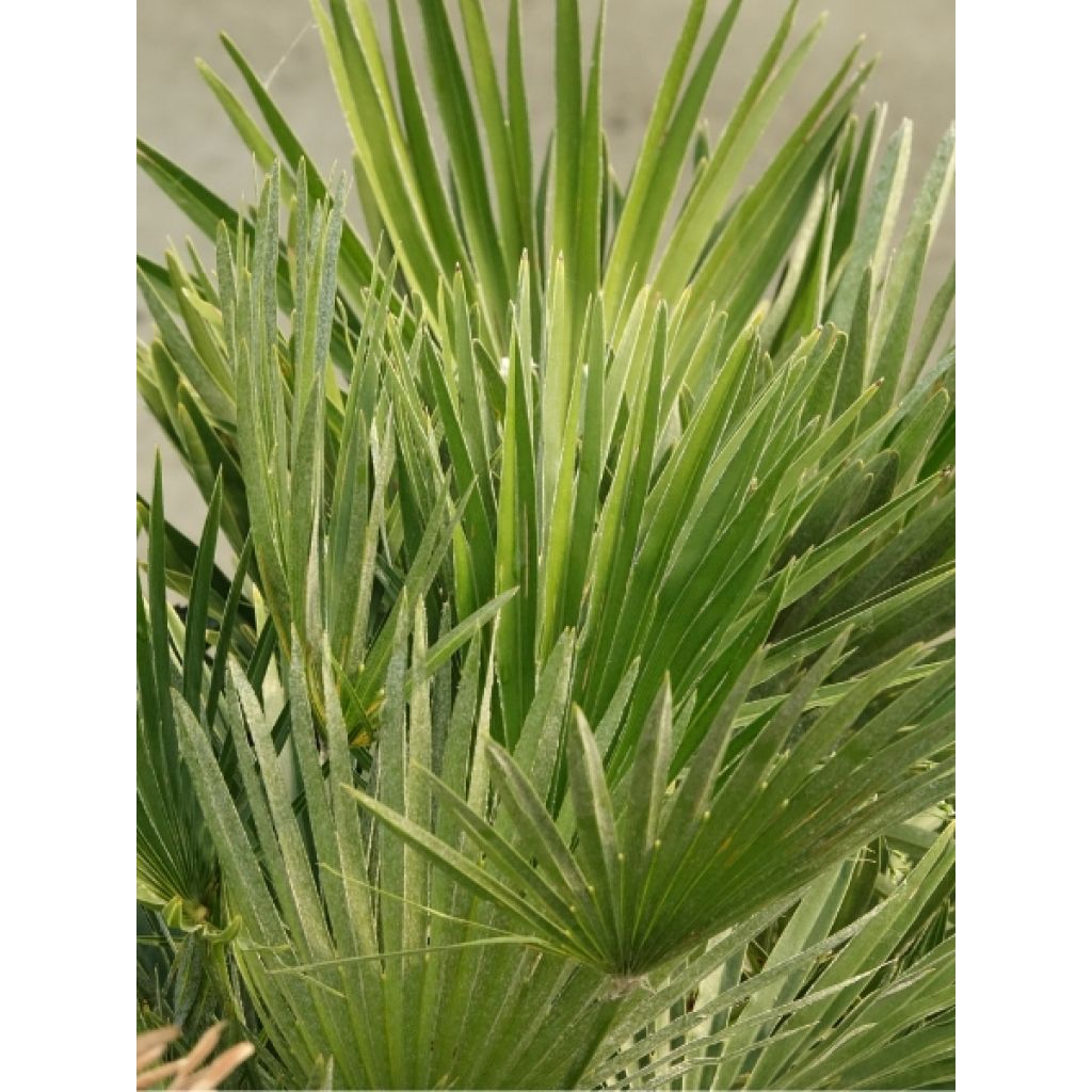 Chamaerops humilis Vulcano - Palmier nain