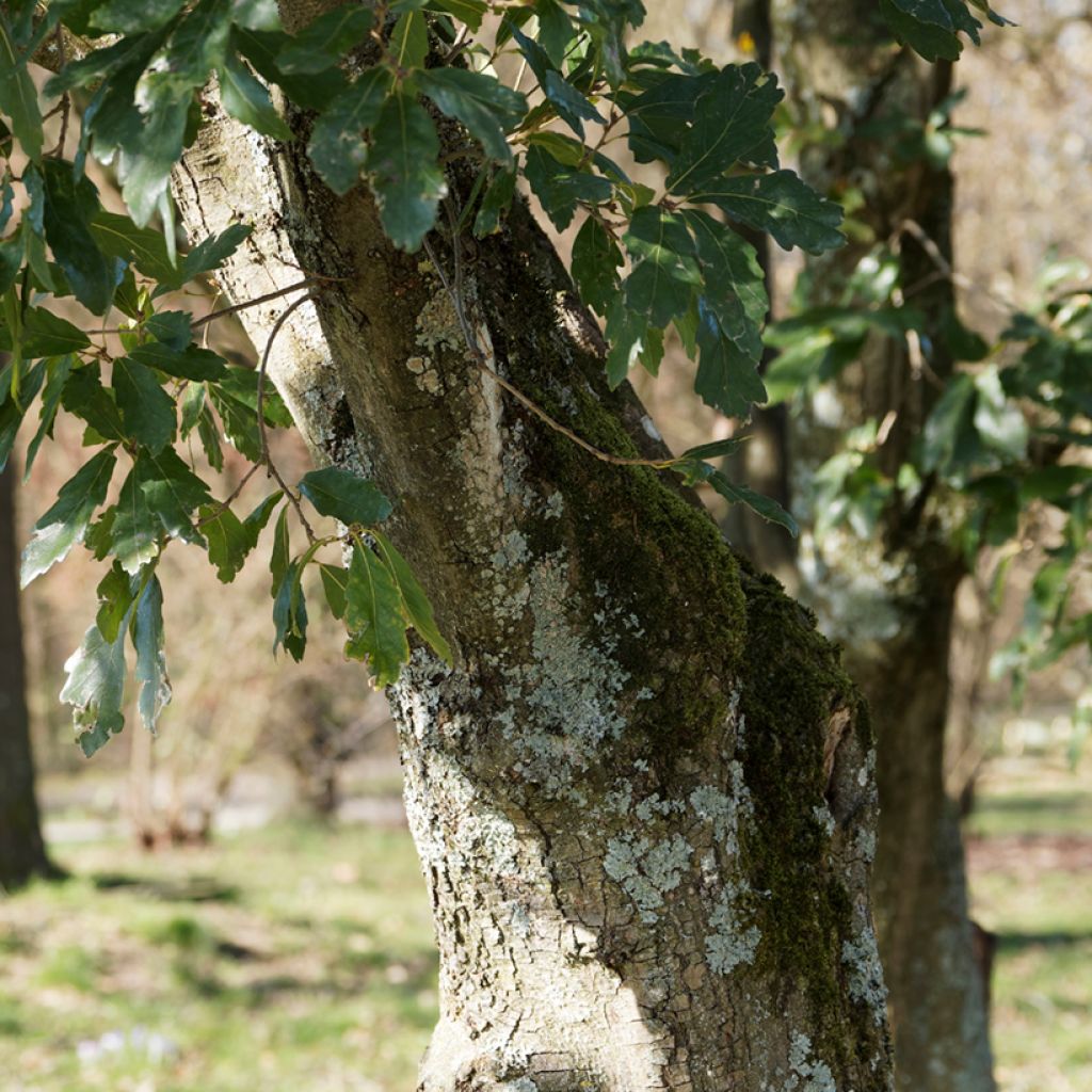 Chêne de Turner - Quercus turneri pseudoturneri