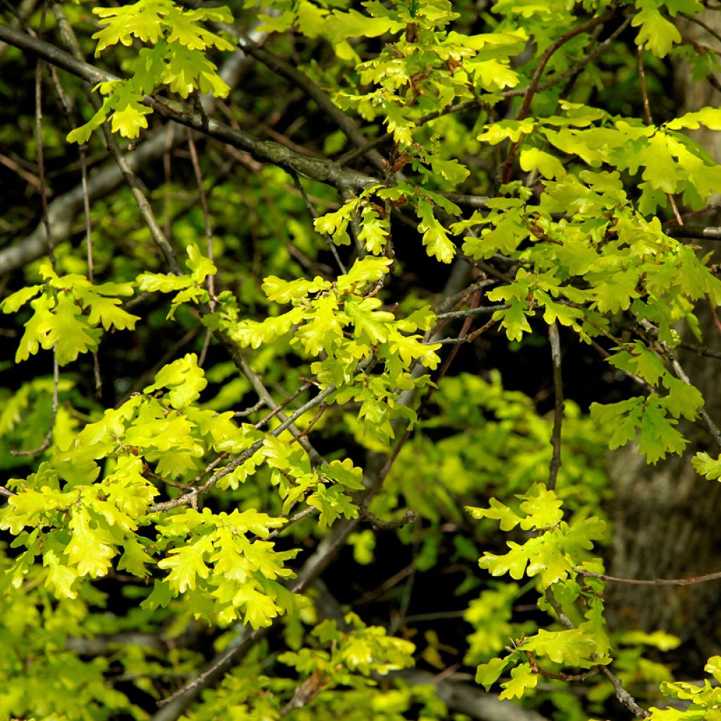 Chêne rouvre - Quercus petraea