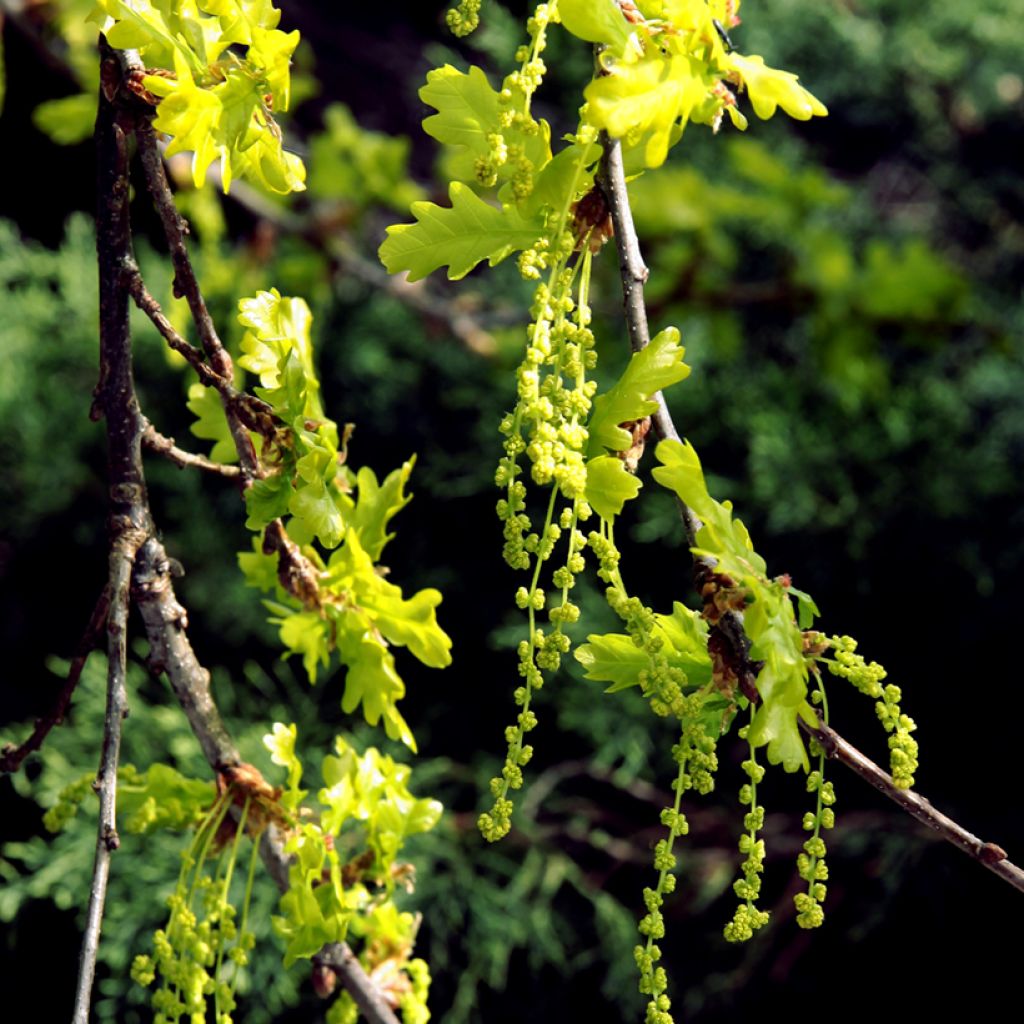 Chêne rouvre - Quercus petraea