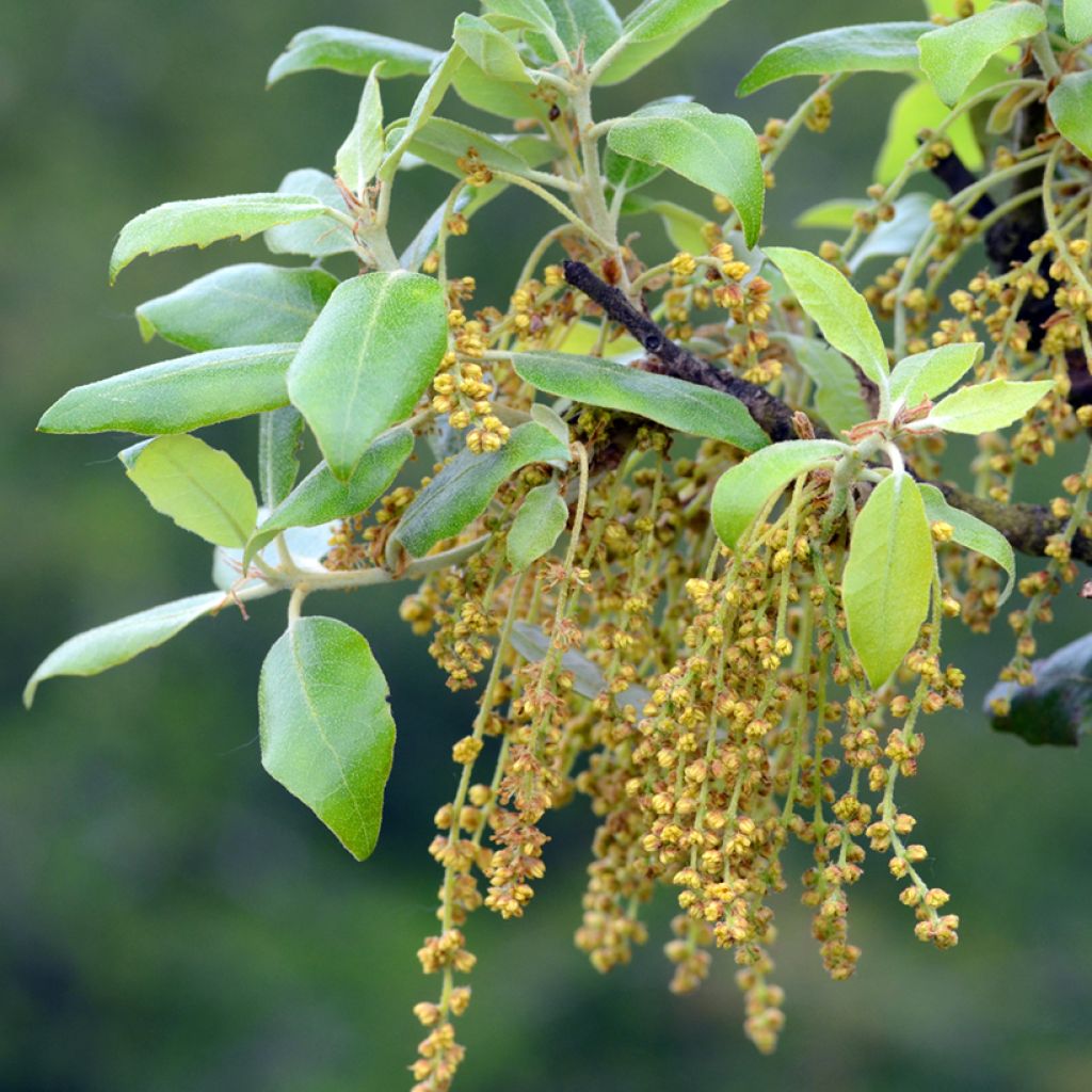 Chêne vert - Quercus ilex 