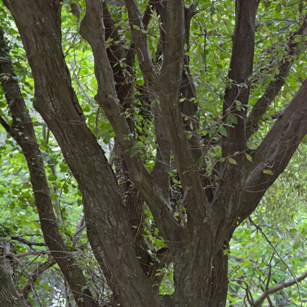Chêne vert - Quercus ilex 