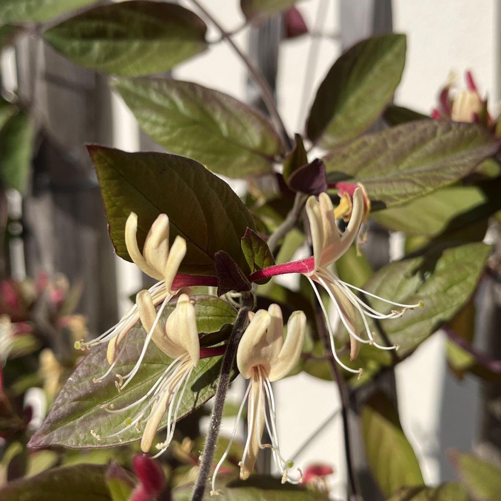 Chèvrefeuille du Japon - Lonicera japonica Sinensis
