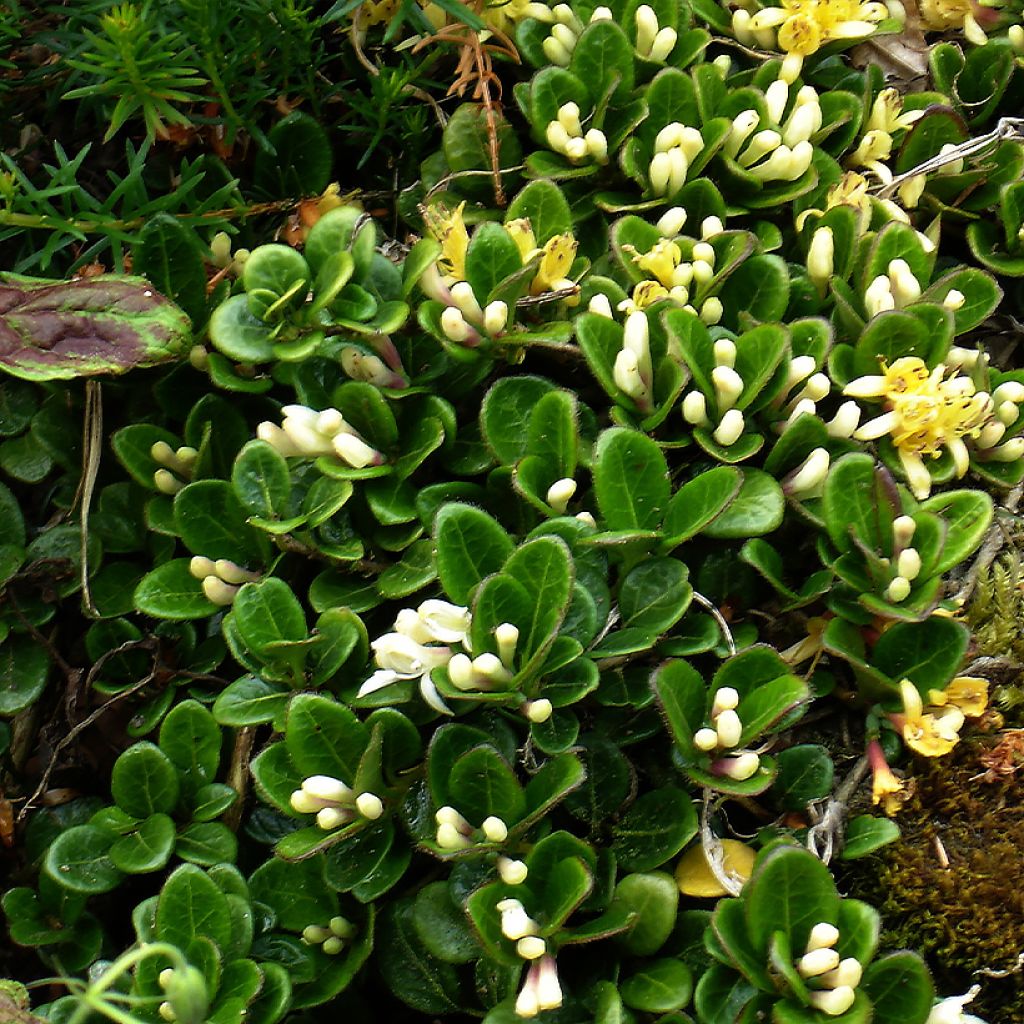 Chèvrefeuille rampant - Lonicera crassifolia