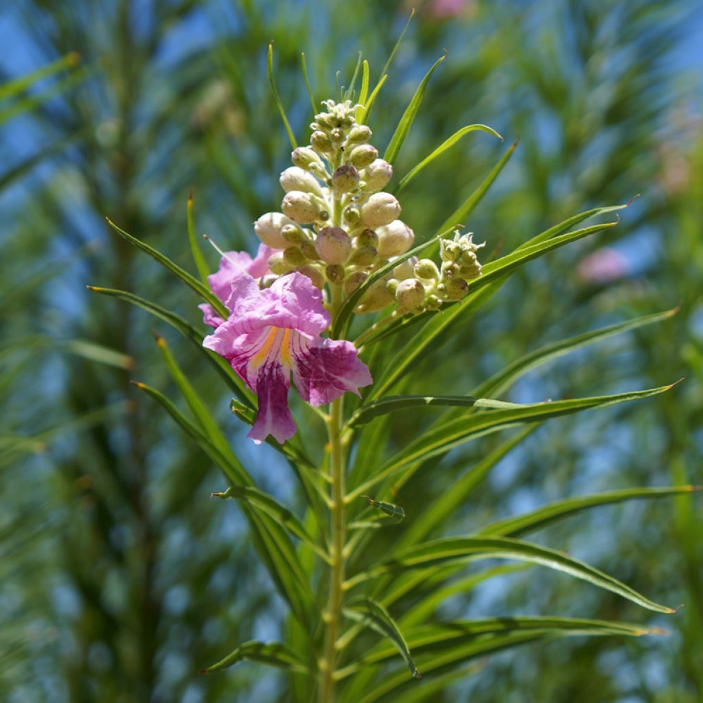 Chilopsis linearis - Saule du désert