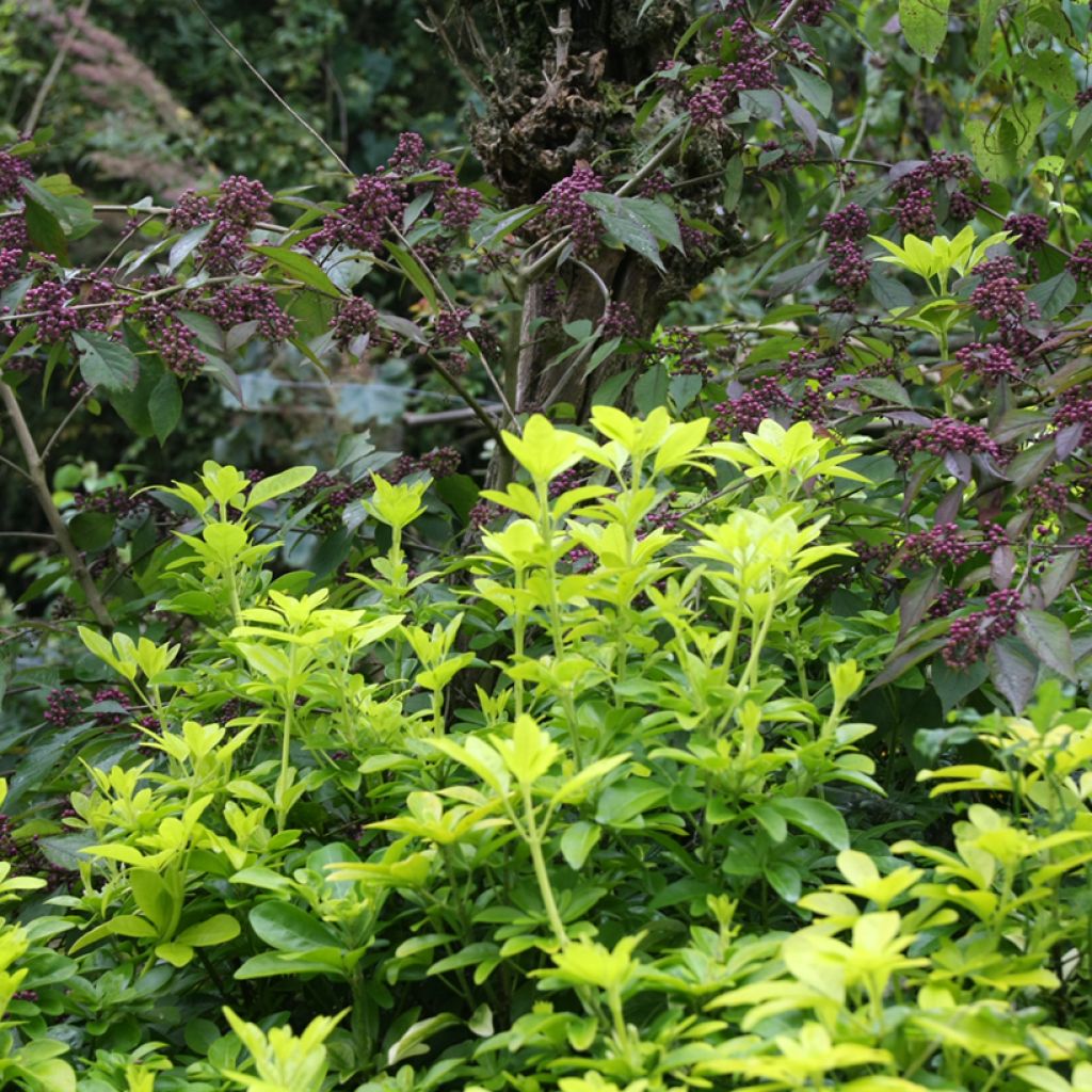 Choisya ternata Sundance - Oranger du Mexique