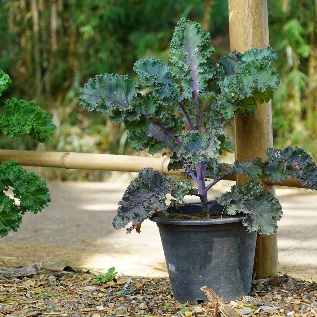 Chou frisé Scarlet Kale