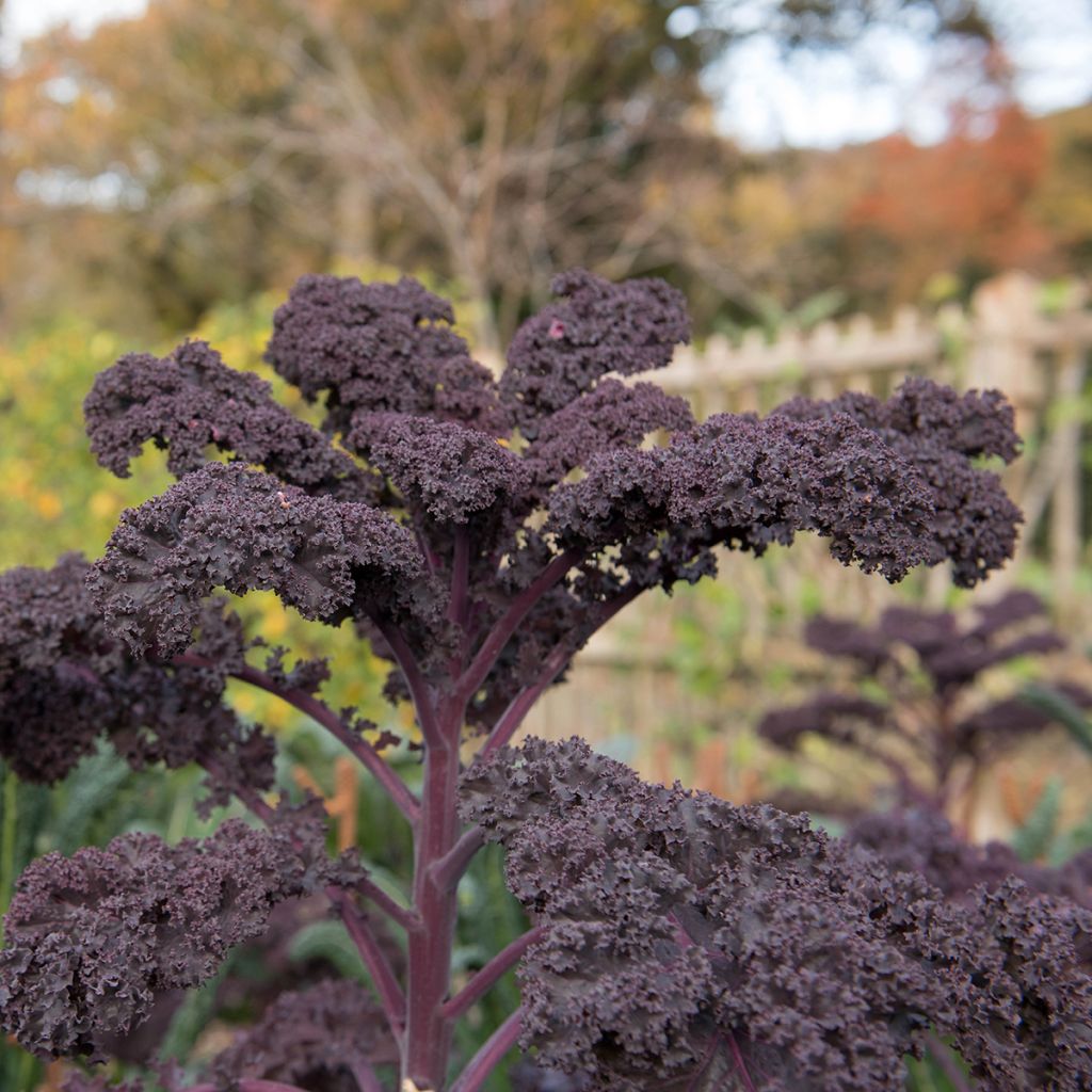 Chou frisé Scarlet Kale